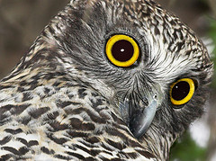 Owl photo by Aussie Flickr user Aaardvaark Owl photo by Aussie Flickr user Aaardvaark